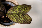 Pinanga veitchii